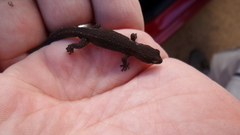 Crenadactylus ocellatus