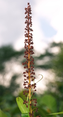 Nepenthes rafflesiana
