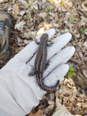 Ambystoma barbouri