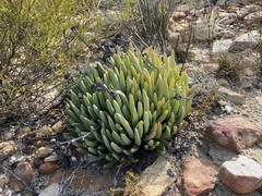 Machairophyllum albidum