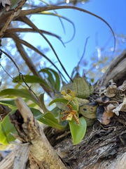 Prosthechea boothiana