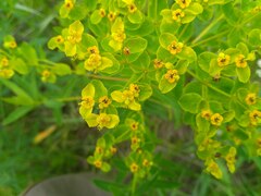 Euphorbia semivillosa