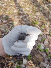 Ambystoma barbouri