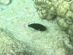 Melichthys vidua
