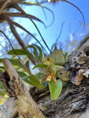 Prosthechea boothiana