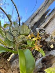 Prosthechea boothiana