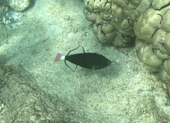 Melichthys vidua