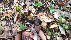 Tricholoma cedretorum