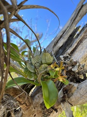 Prosthechea boothiana