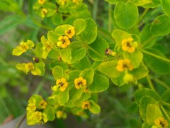 Euphorbia semivillosa