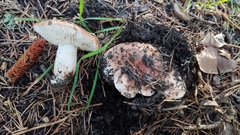Tricholoma cedretorum