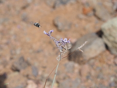 Anthophora alluaudi