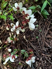 Clerodendrum laevifolium