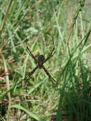 Argiope argentata