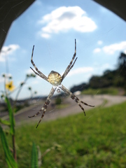 Argiope argentata