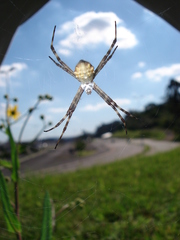 Argiope argentata