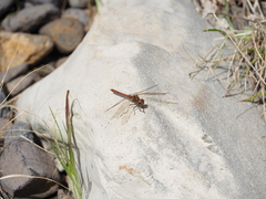 Sympetrum nigrifemur
