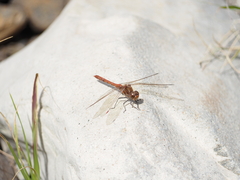 Sympetrum nigrifemur