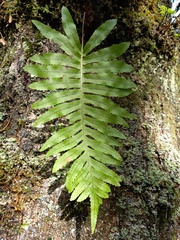 Polypodium macaronesicum macaronesicum
