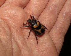 Oryctomorphus bimaculatus