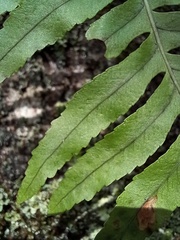 Polypodium macaronesicum macaronesicum