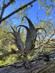 Tillandsia flexuosa