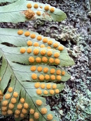Polypodium macaronesicum macaronesicum