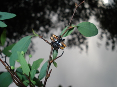 Gasteracantha cancriformis