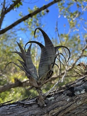 Tillandsia flexuosa