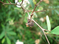 Gasteracantha cancriformis
