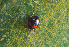 Sticholotidinae