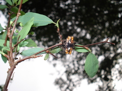 Gasteracantha cancriformis