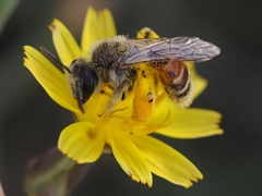 Andrena aegyptiaca