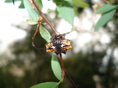 Gasteracantha cancriformis