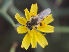 Andrena aegyptiaca
