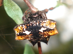 Gasteracantha cancriformis