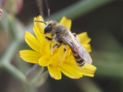 Andrena aegyptiaca