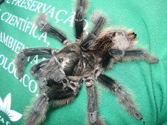 Grammostola