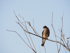 Falco tinnunculus canariensis