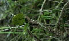 Microgramma vacciniifolia