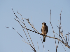 Falco tinnunculus canariensis