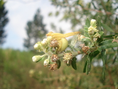 Misumenops callinurus