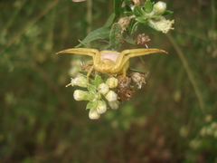 Misumenops callinurus