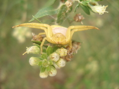 Misumenops callinurus