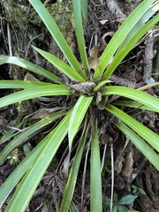 Guzmania monostachia