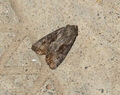 Lateroligia ophiogramma