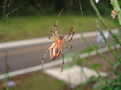Alpaida veniliae