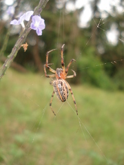 Alpaida veniliae