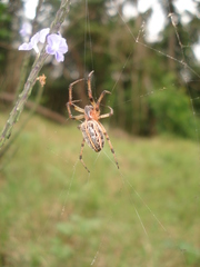 Alpaida veniliae