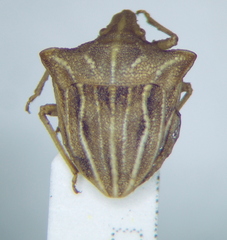Ancyrosoma leucogrammes